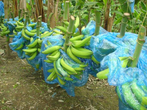 Platano