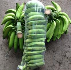 Platano Harton Bolsa Por 21 Kilos