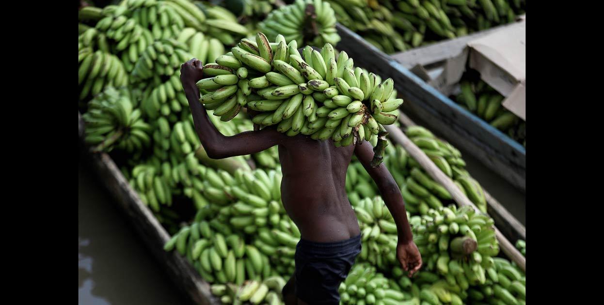 Platano Chocoano