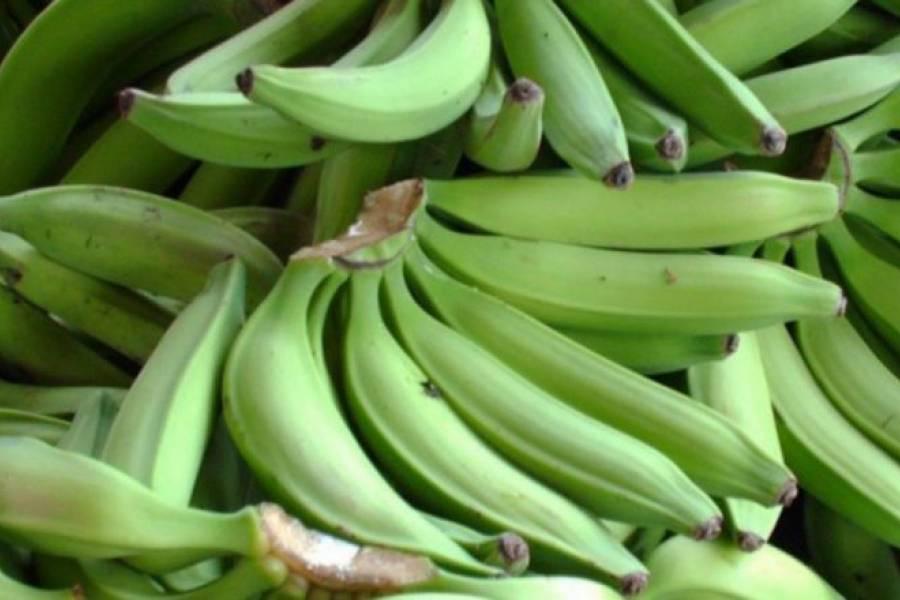 Platano Harton