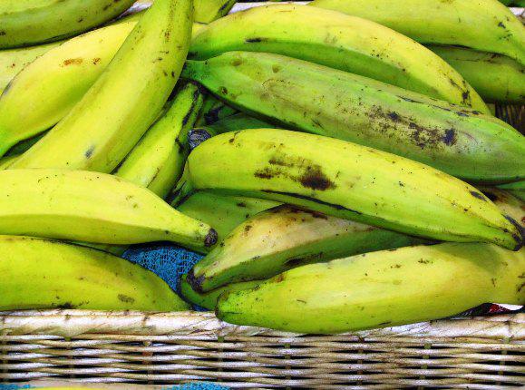 Platano Harton