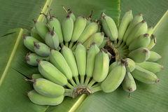 Platano Verde Pequeno Guineo Verde