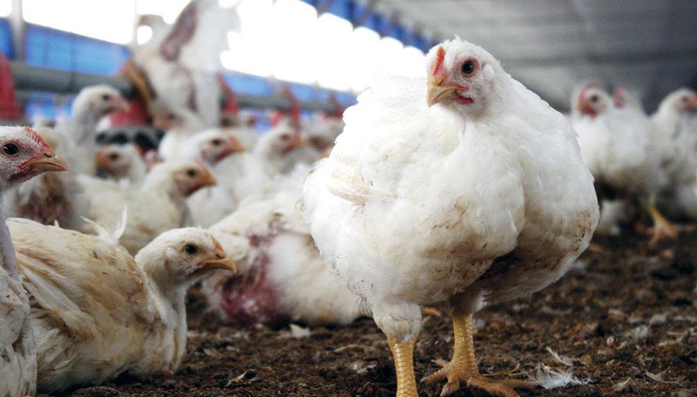 Pollos De Engorde