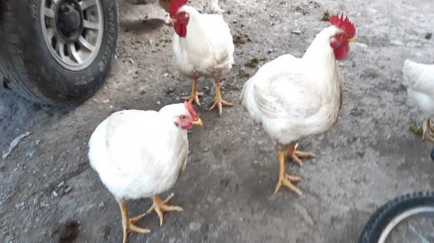 Pollo Tipo Semicriollo Kilo