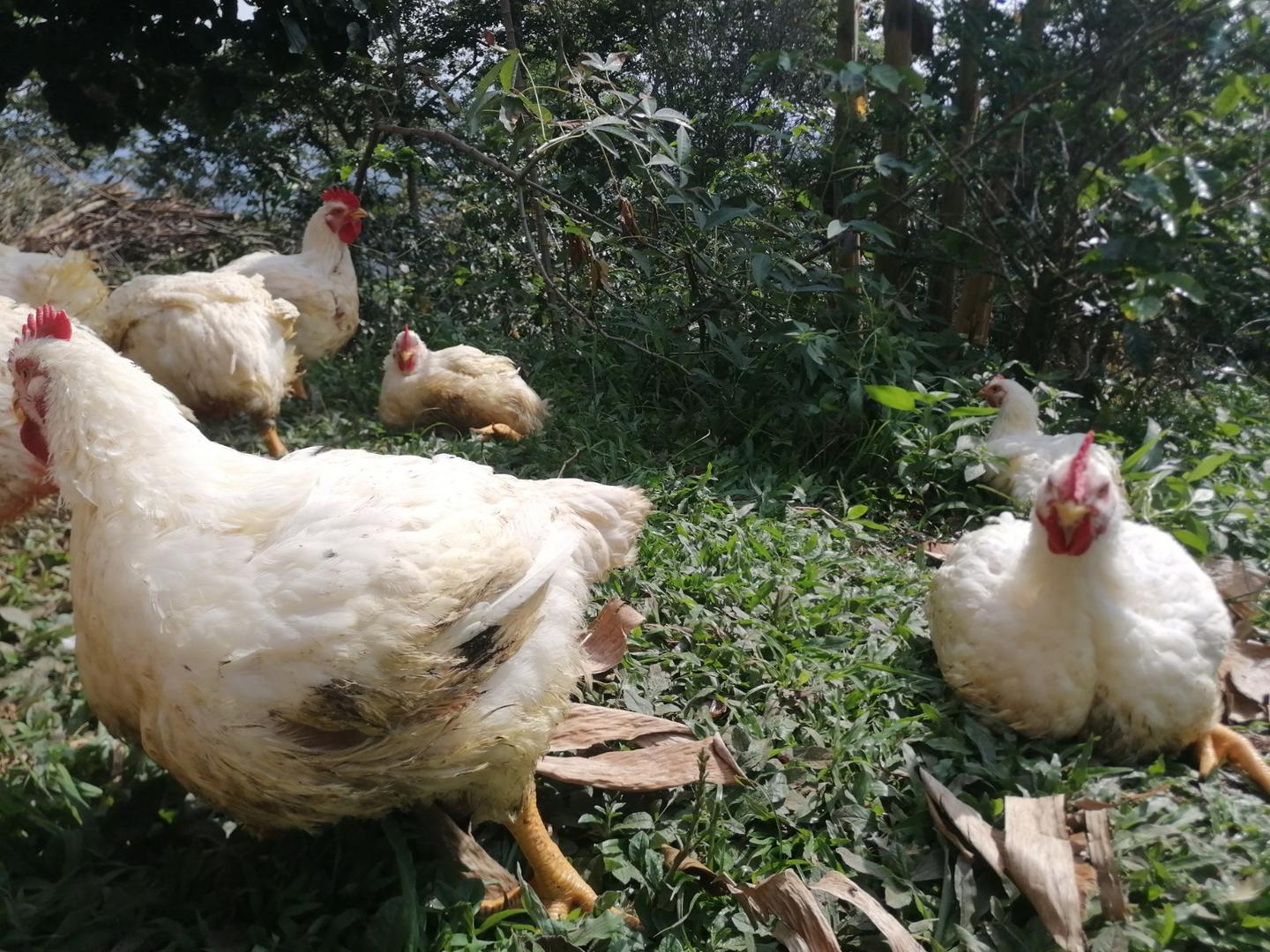 Pollo Campesino