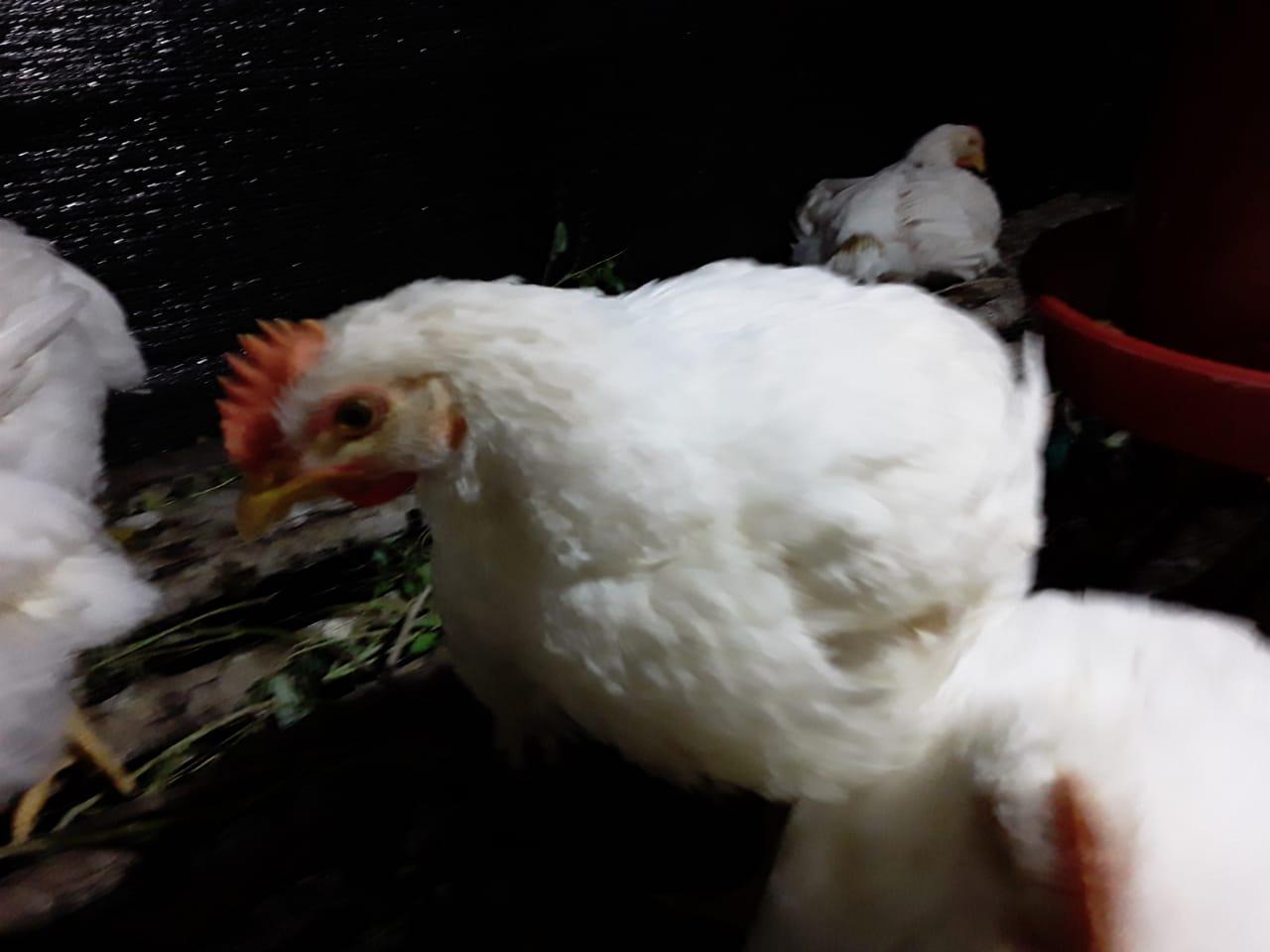 Pollo Semicriollo En Piekg