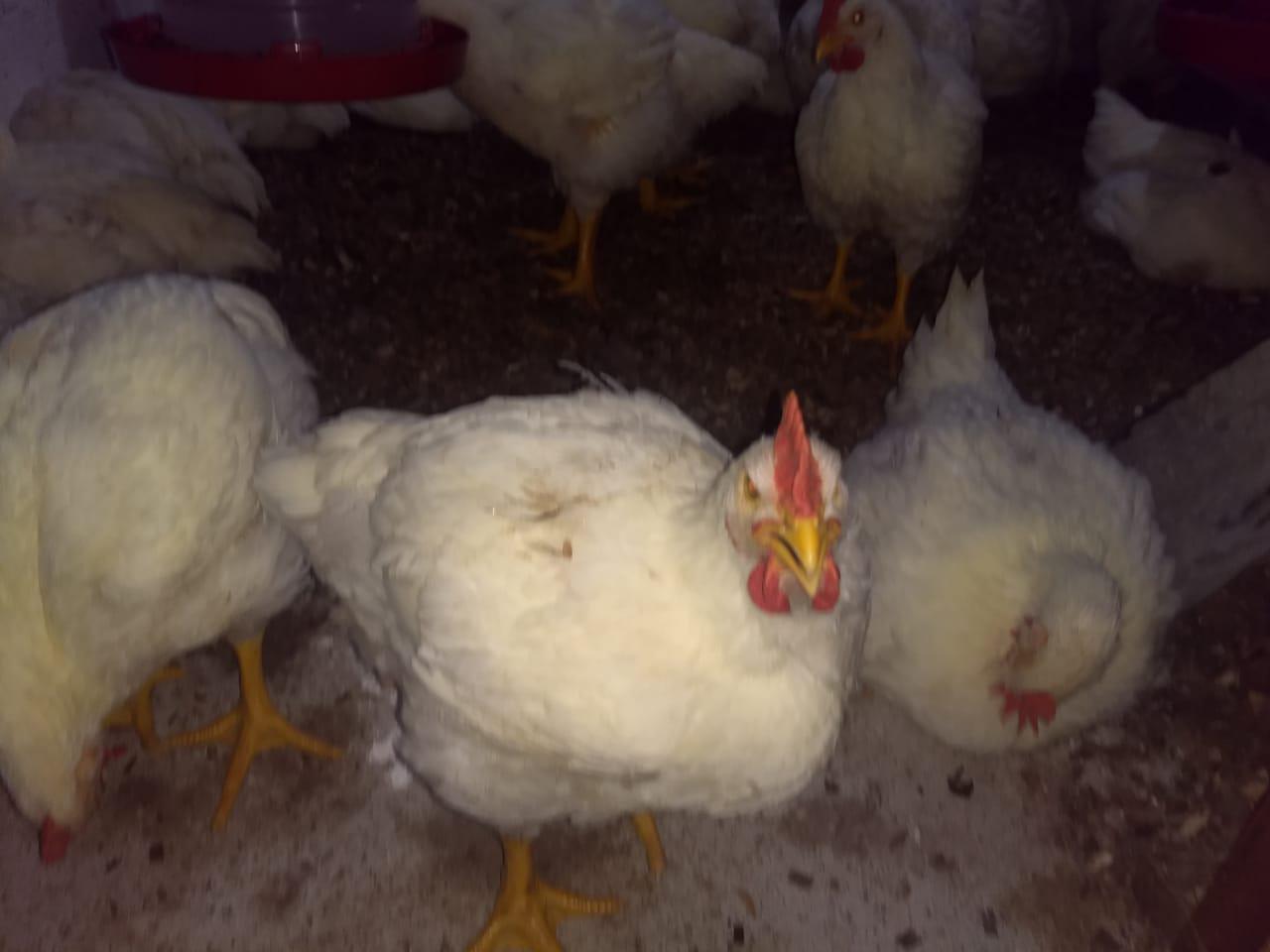 Pollo Semi Criollo Producido En Anolaima