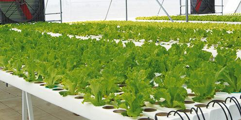 Lechuga Hidroponica Tipo Verde Vera Crespa