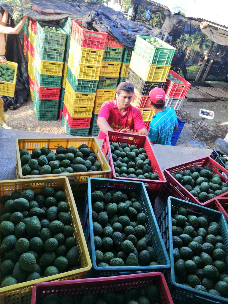 Aguacate Hass