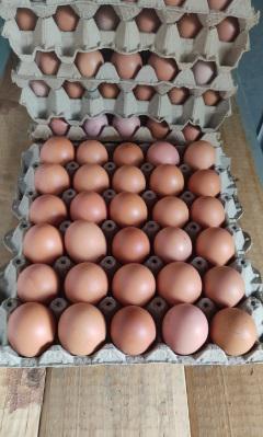 Huevos Criollos