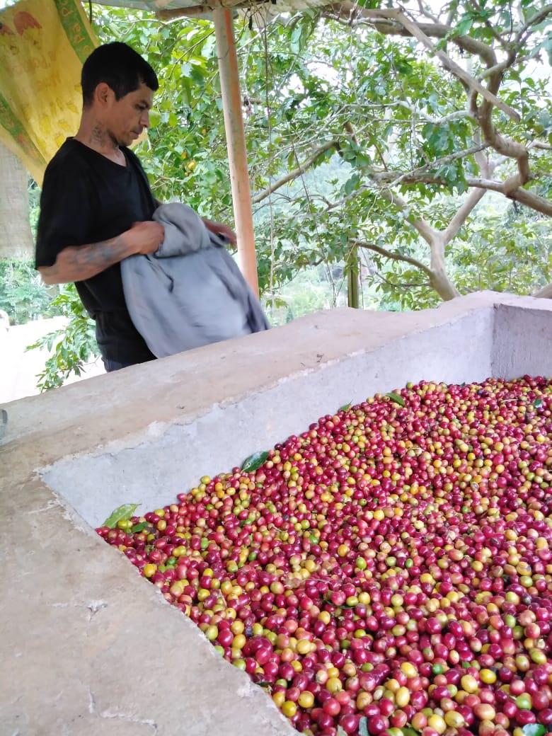 Cacao En Grano Pergamino