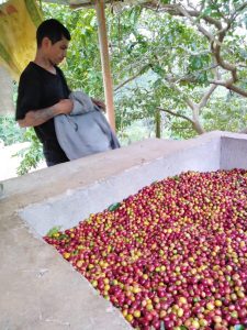 Cacao En Grano Pergamino