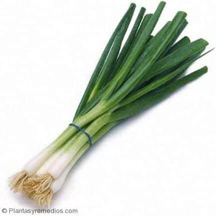 Cebolla Larga