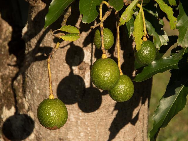 Aguacate Reed