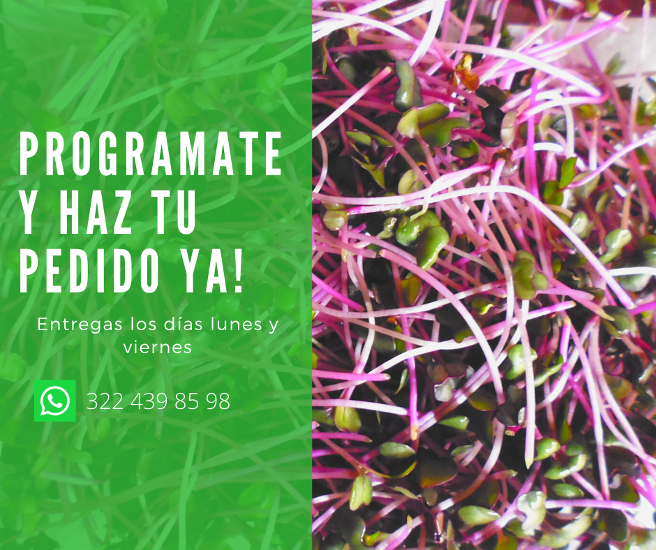Microgreens Repollo Morado