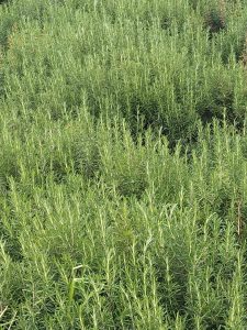 Aceite Esencial De Romero