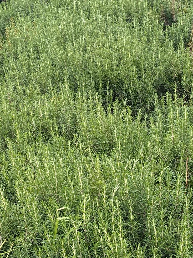 Aceite Esencial De Romero