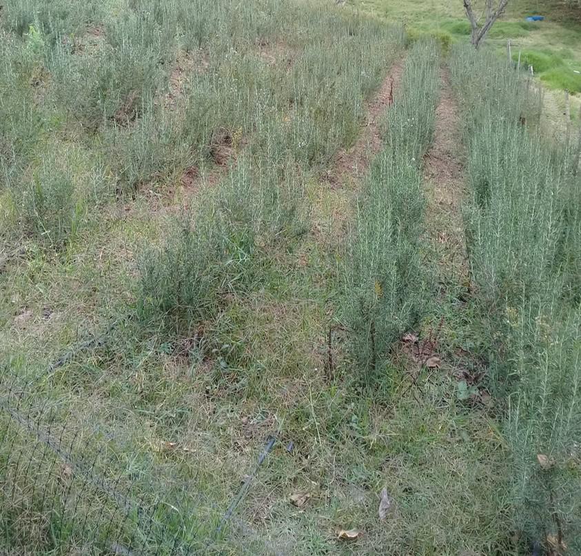 Romero Organico