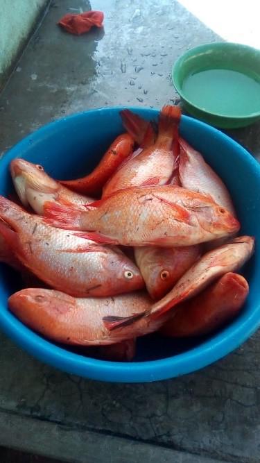 Mojarra Roja