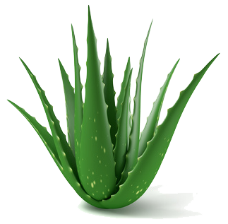 Pencas De Sabila