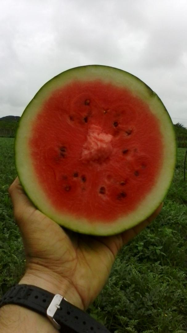 Sandia Baby