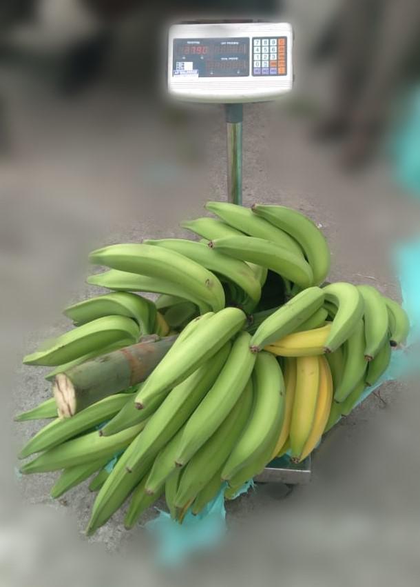 Platano Dominico Harton Producido En Armenia Vereda La Golconda