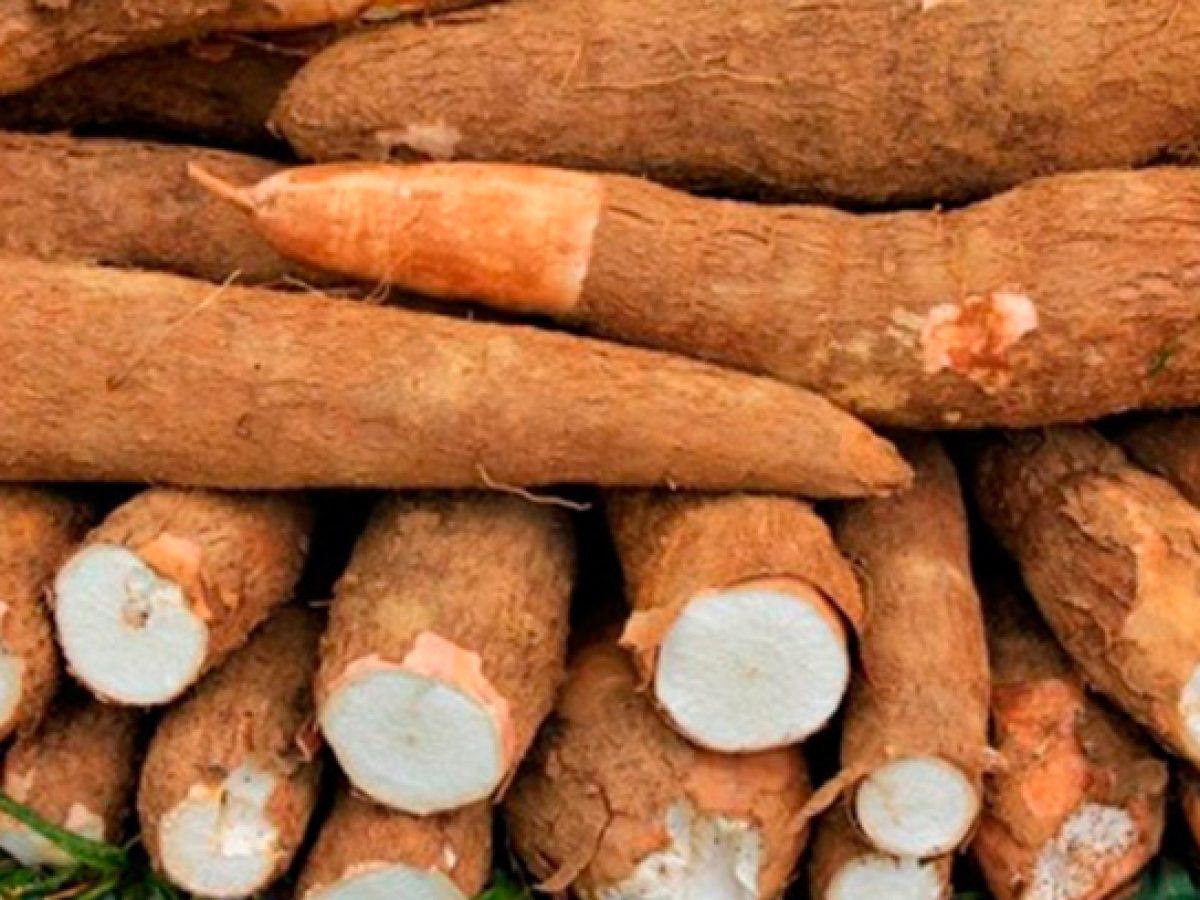 Yuca