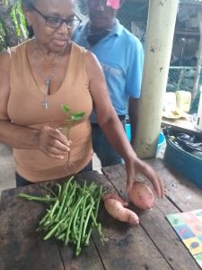 Semilla De Batata Y Esqueje