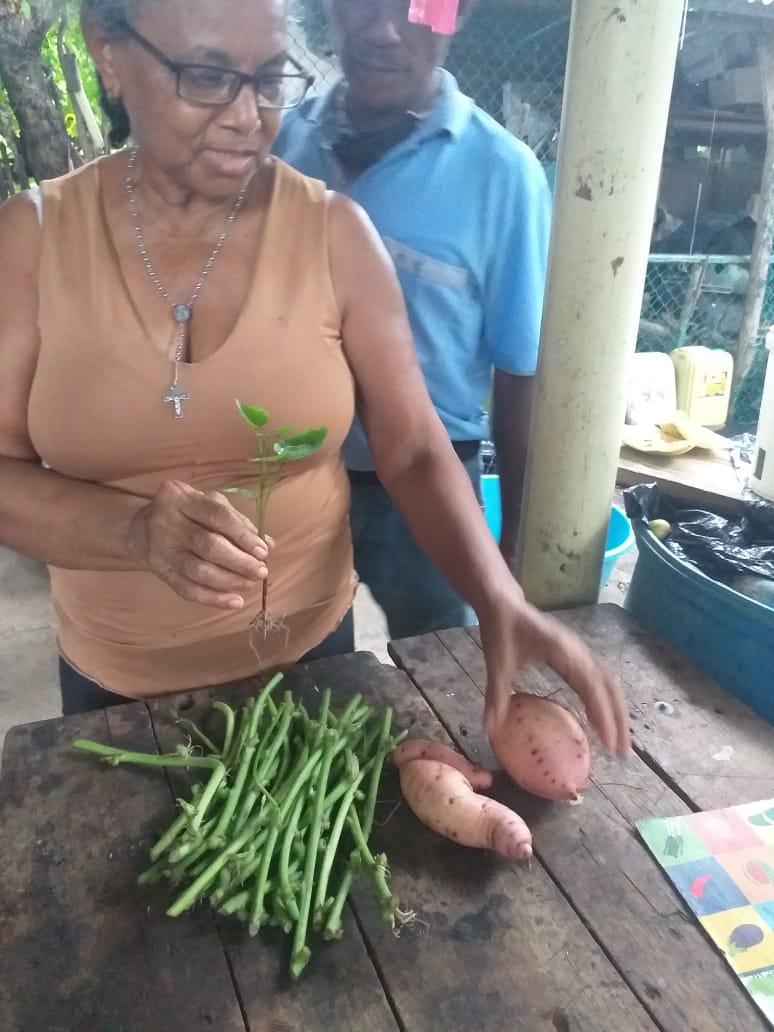 Semilla De Batata Y Esqueje