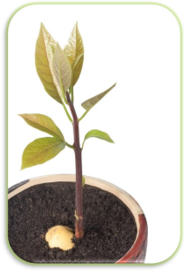 Semillas De Aguacate Hass