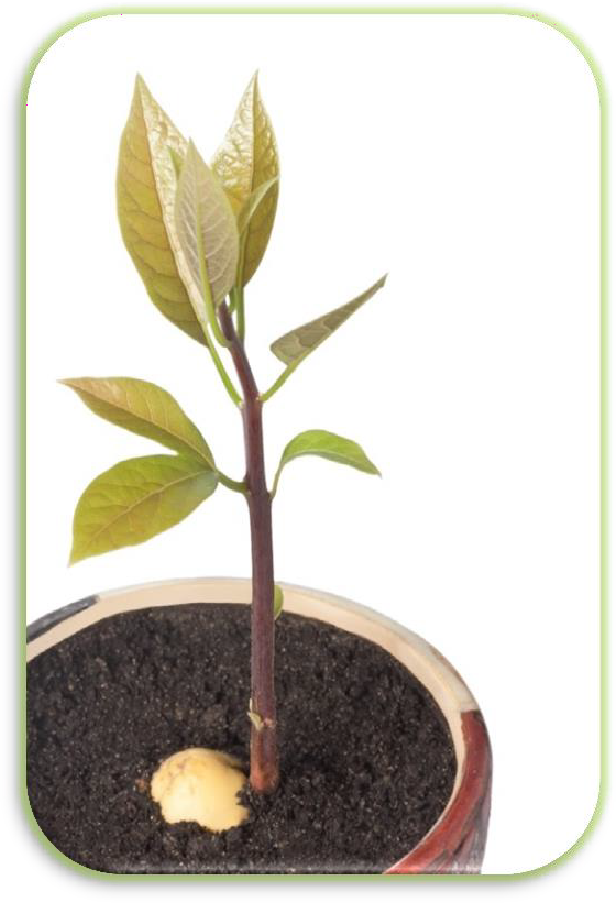 Semillas De Aguacate Hass