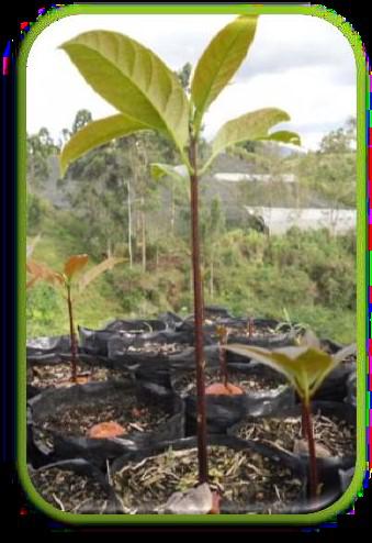 Semillas De Aguacate Hass