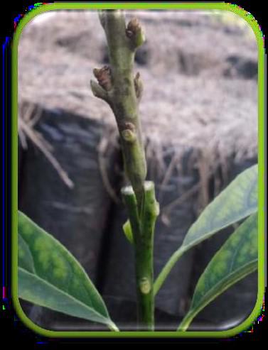 Semillas De Aguacate Hass