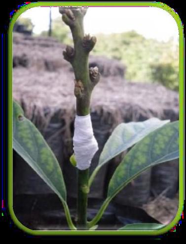 Semillas De Aguacate Hass