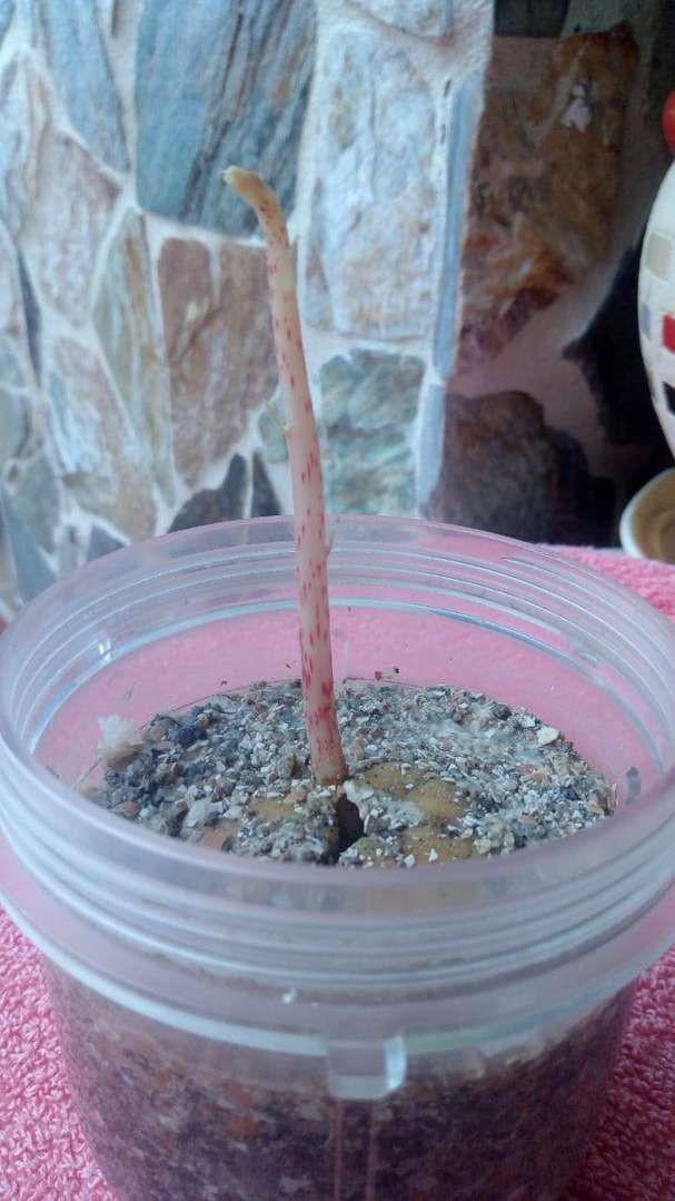 Semillas De Aguacate Hass