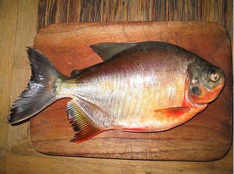 Peces Del Mundo