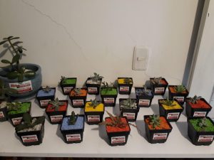 Mini Jardines Para Limpiar Las Energias Pesadas