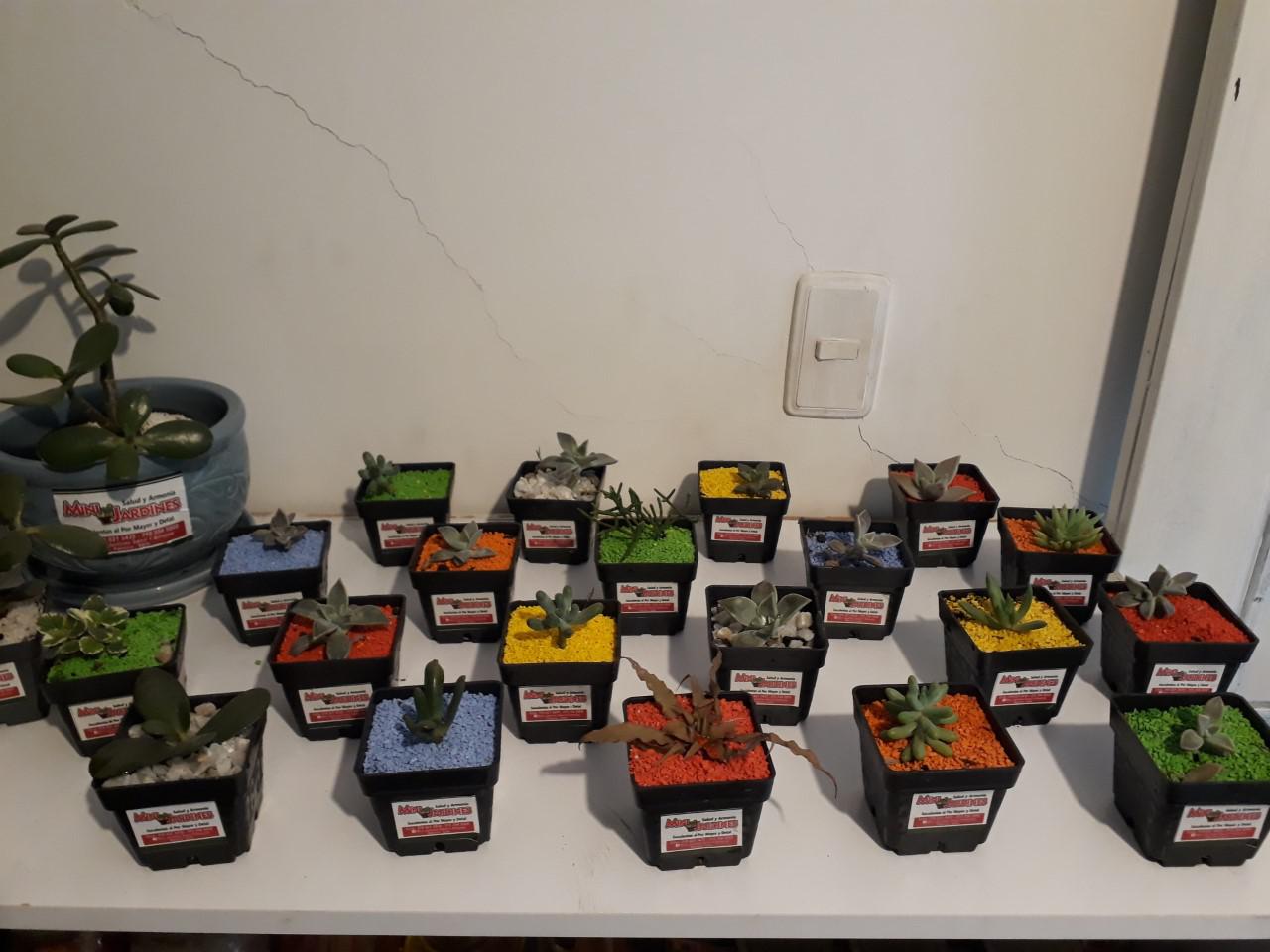 Mini Jardines Para Limpiar Las Energias Pesadas