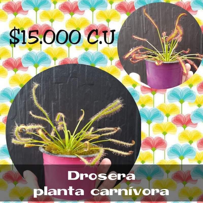 Drosera Planta Carnivora Ornamental
