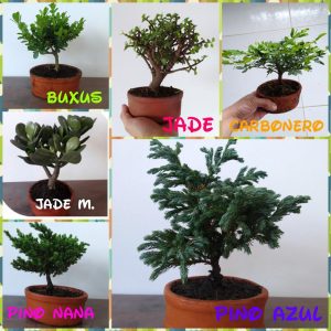 Mini Bonsai Variedades