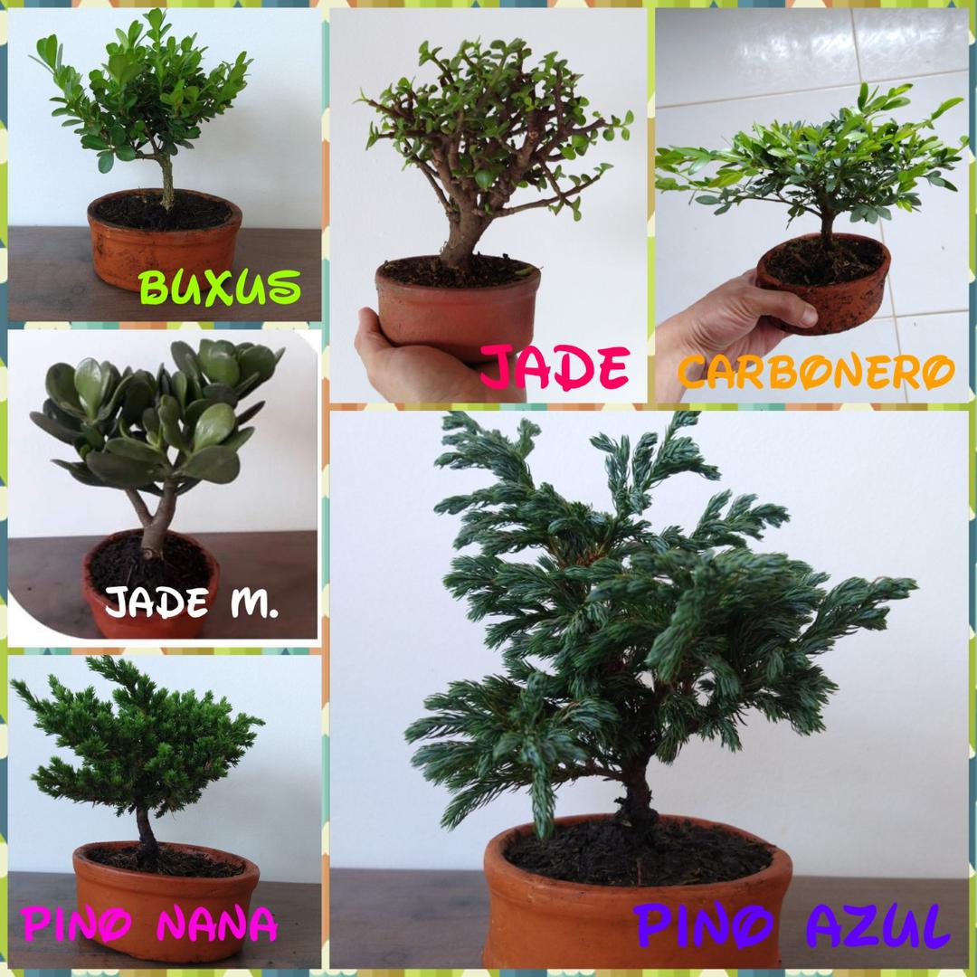 Mini Bonsai Variedades