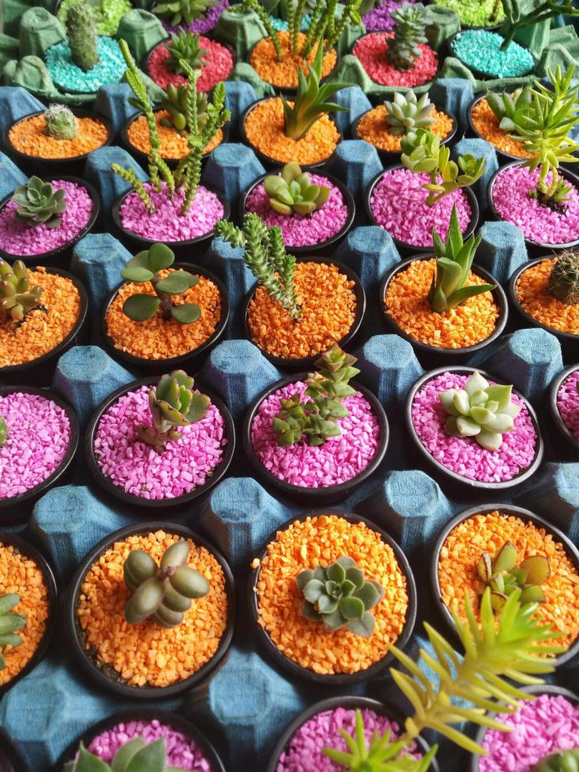 Mini Plantas Suculentas