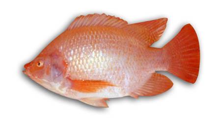 Tilapia Roja
