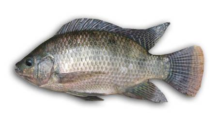 Mojarra