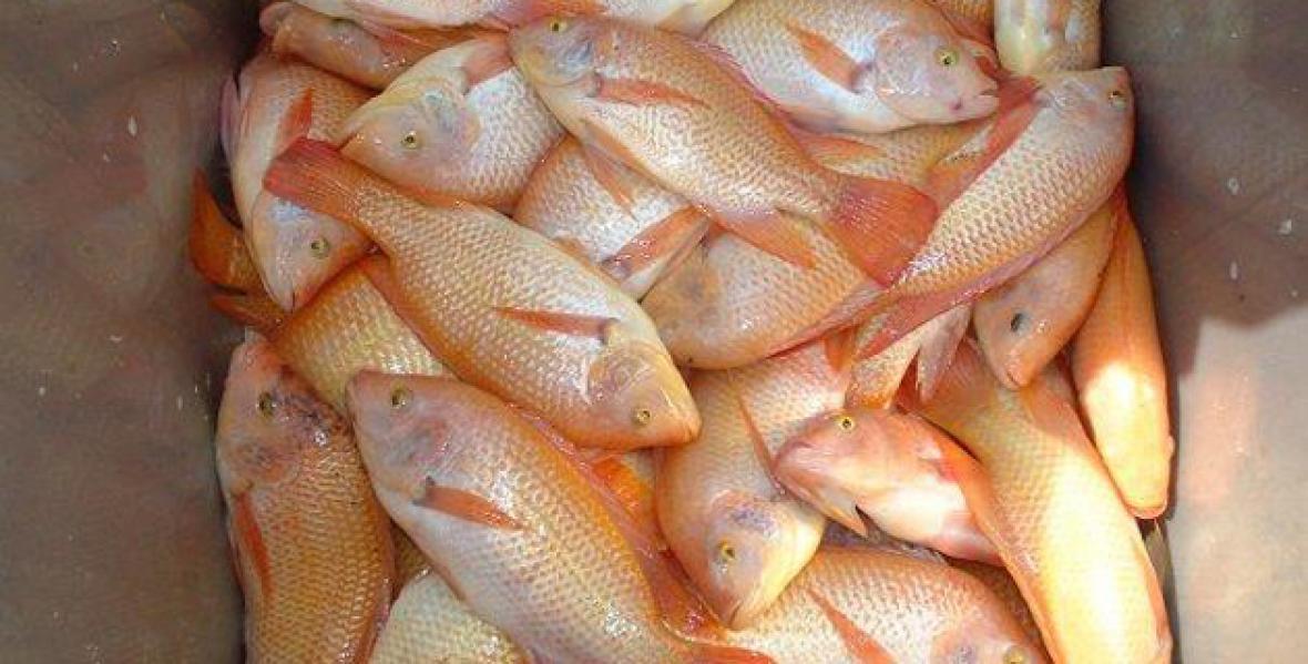 Tilapia Roja