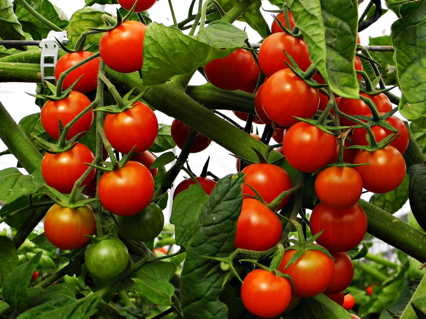 Tomate Larga Vida Milano Y Chonto