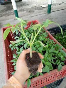 Plantulas De Tomate Variedades Chonto Cherry Milano