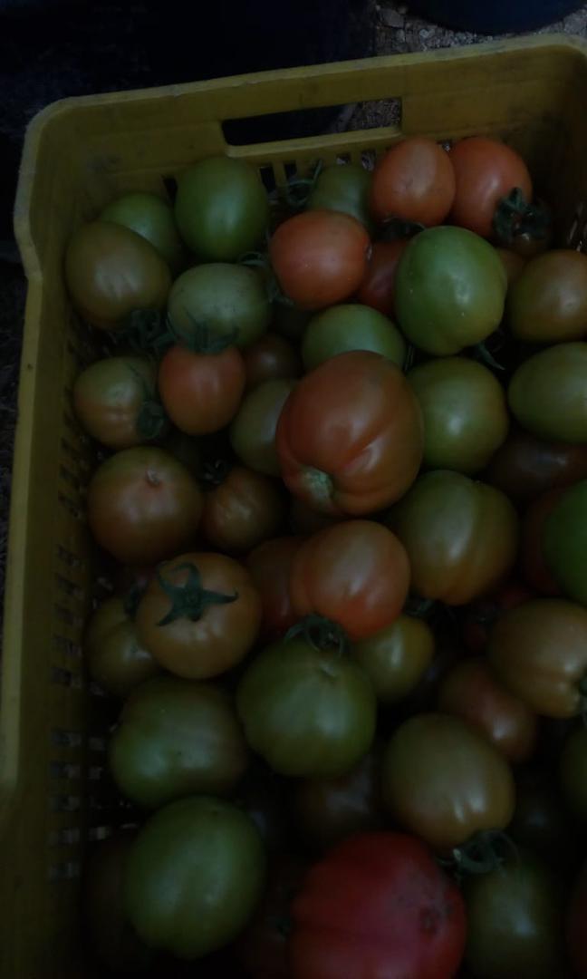 Tomate Variedad Roble Larga Vida