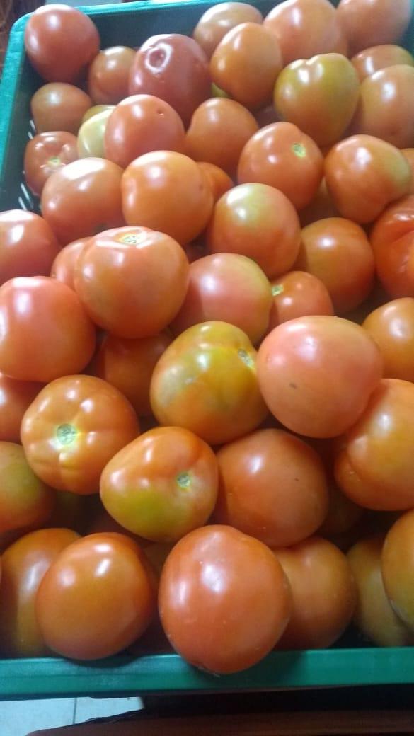 Tomache Chonto Organico