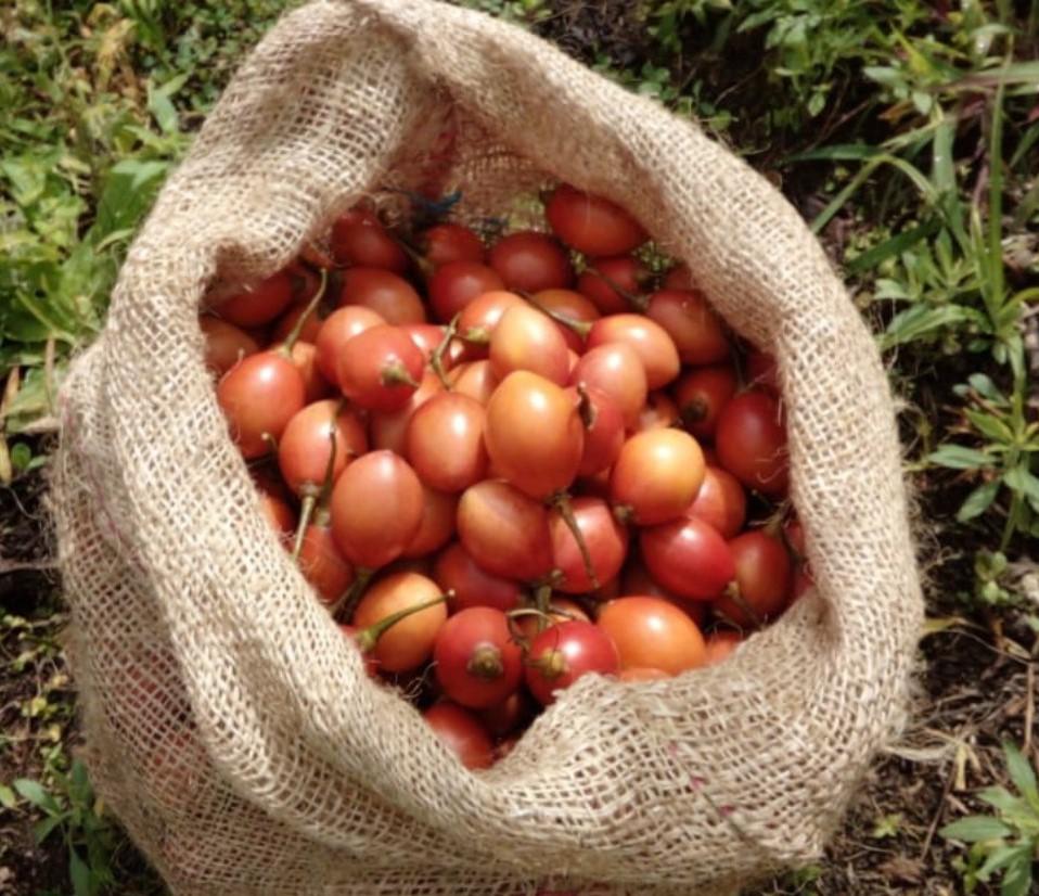 Tomate De Arbol